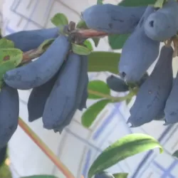 Valgomasis sausmedis - Lonicera caerulea SINIJ UTES