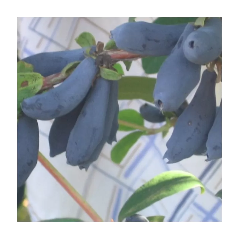 Valgomasis sausmedis - Lonicera caerulea SINIJ UTES