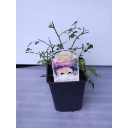 Rožių krūmai internetu su pristatymu į namus