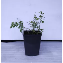 Rožių krūmai internetu su pristatymu į namus