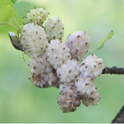 Šilkmedžiai su pristatymu Lietuvoje