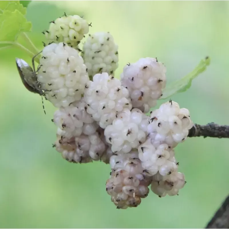 Išankstinis augalų užsakymas internetu