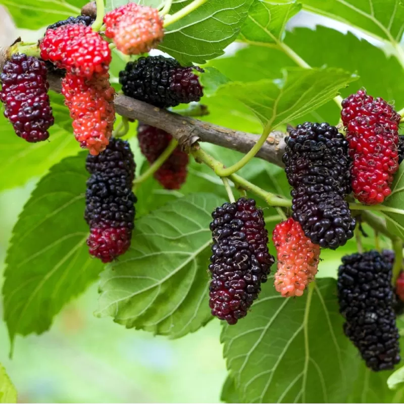 Išankstinis augalų užsakymas internetu