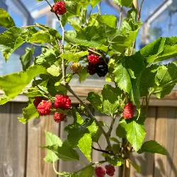 Šilkmedžiai su pristatymu Lietuvoje