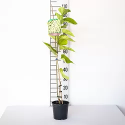 Išankstinis augalų užsakymas internetu