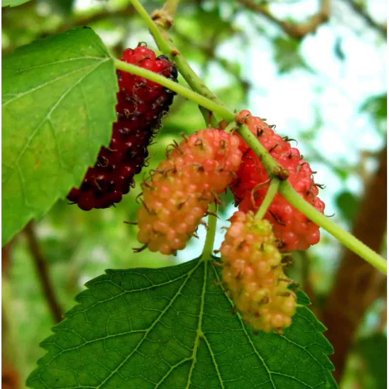 Juodasis šilkmedis su pristatymu į namus