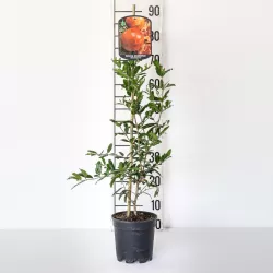 Granatmedis - Punica granatum WONDERFUL