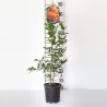 Granatmedis - Punica granatum WONDERFUL