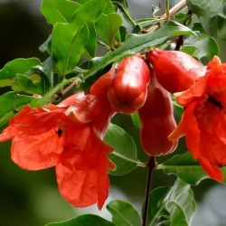 Granatmedis - Punica granatum MOLLAR DE ELCHE