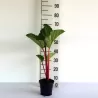 Rhubarb - Rheum rhabarbarum SANVITOS