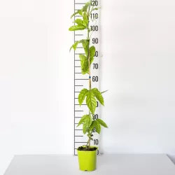 Passiflora edulis flavicarpa AMARILLA