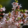Pūkuotoji vyšnia - Prunus tomentosa SNOVIT (SNOWIT)