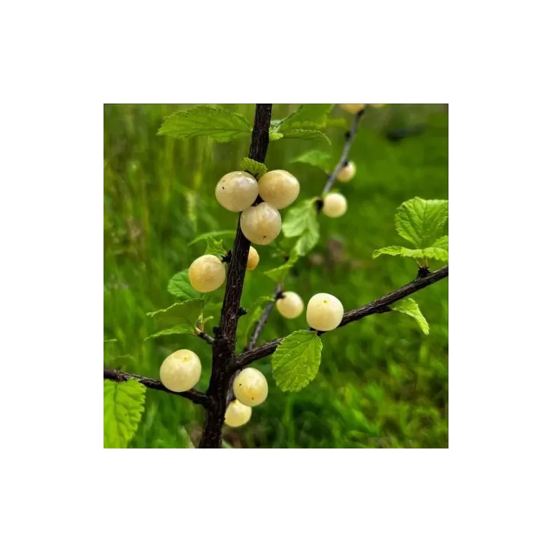 Pūkuotoji vyšnia - Prunus tomentosa SNOVIT (SNOWIT)