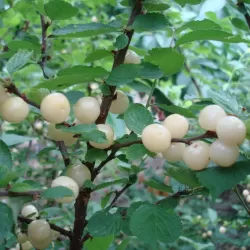 Pūkuotoji vyšnia - Prunus tomentosa SNOVIT (SNOWIT)