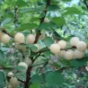 Pūkuotoji vyšnia - Prunus tomentosa SNOVIT (SNOWIT)