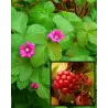 Šiaurinė katuogė (arktinė avietė) - Rubus arcticus MARIKA