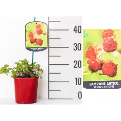 E-medelynas internete: vaismedžiai ir vaiskrūmiai