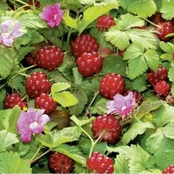 Šiaurinė katuogė (arktinė avietė) - Rubus arcticus MARIKA
