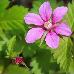 Šiaurinė katuogė (arktinė avietė) - Rubus arcticus MARIKA