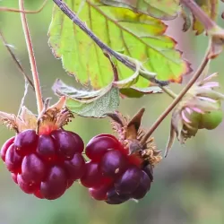 Šiaurinė katuogė (arktinė avietė) - Rubus arcticus MARIKA