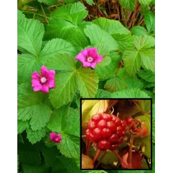 Šiaurinė katuogė (arktinė avietė) - Rubus arcticus TARJA