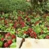 Šiaurinė katuogė (arktinė avietė) - Rubus arcticus TARJA