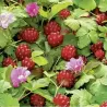 Šiaurinė katuogė (arktinė avietė) - Rubus arcticus TARJA