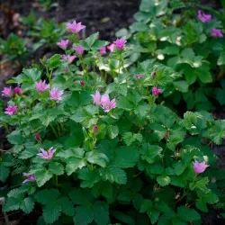Šiaurinė katuogė (arktinė avietė) - Rubus arcticus TARJA