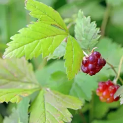Šiaurinė katuogė (arktinė avietė) - Rubus arcticus TARJA