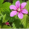 Šiaurinė katuogė (arktinė avietė) - Rubus arcticus TARJA