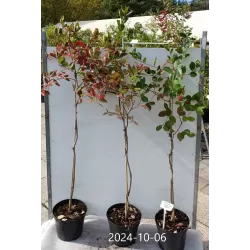 Juodavaisė aronija - Aronia melanocarpa
