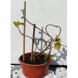 Bugenvilija - Bougainvillea PIRAMIDE RED (raudona)