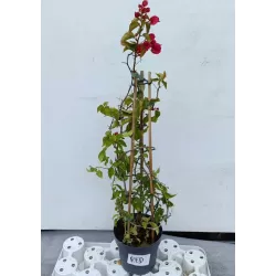 Bugenvilija - Bougainvillea PIRAMIDE RED (raudona)