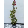 Bugenvilija - Bougainvillea PIRAMIDE RED (raudona)