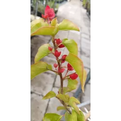 Bugenvilija - Bougainvillea glabra (raudona)