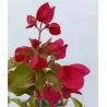 Bugenvilija - Bougainvillea glabra (raudona)