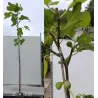 Figmedis - Ficus carica DESSERT KING