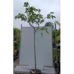 Egzotiniai augalai internetu