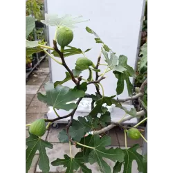 Egzotiniai augalai internetu