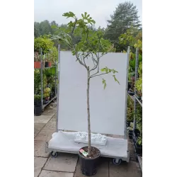 Egzotiniai augalai internetu