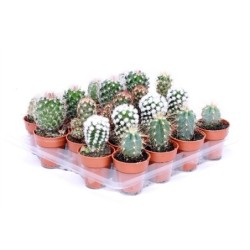 Kaktusas - Cactus mix 3,5Ø 4cm x20