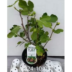 Skiautėtalapis fikusas (figmedis) - Ficus carica 'Brown Turkey' P11/C1 SBC