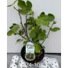Skiautėtalapis fikusas (figmedis) - Ficus carica 'Brown Turkey' P11/C1 SBC