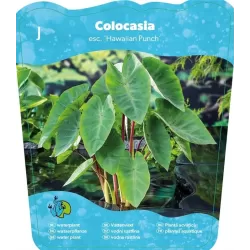 Colocasia HAWAIAN PUNCH