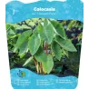 Colocasia HAWAIAN PUNCH