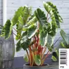 Valgomoji kolokazija - Colocasia esculenta HAWAIAN PUNCH