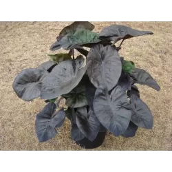 Valgomoji kolokazija - Colocasia KONA COFFEE