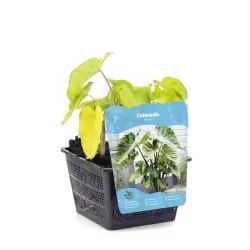 Colocasia MOJITO