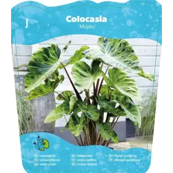 Colocasia MOJITO