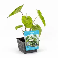 Colocasia MOJITO
